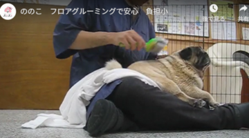 ののこ（パグ）　目が見えないのでフロアグルーミング