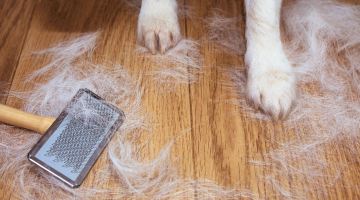 ２種類の抜け毛