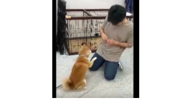 柴犬もみじ　ちょっと手を抜いた「ちょうだい」