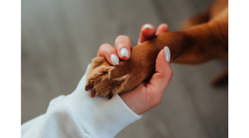トリマー　犬との約束