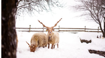 静岡市のインフルエンザ