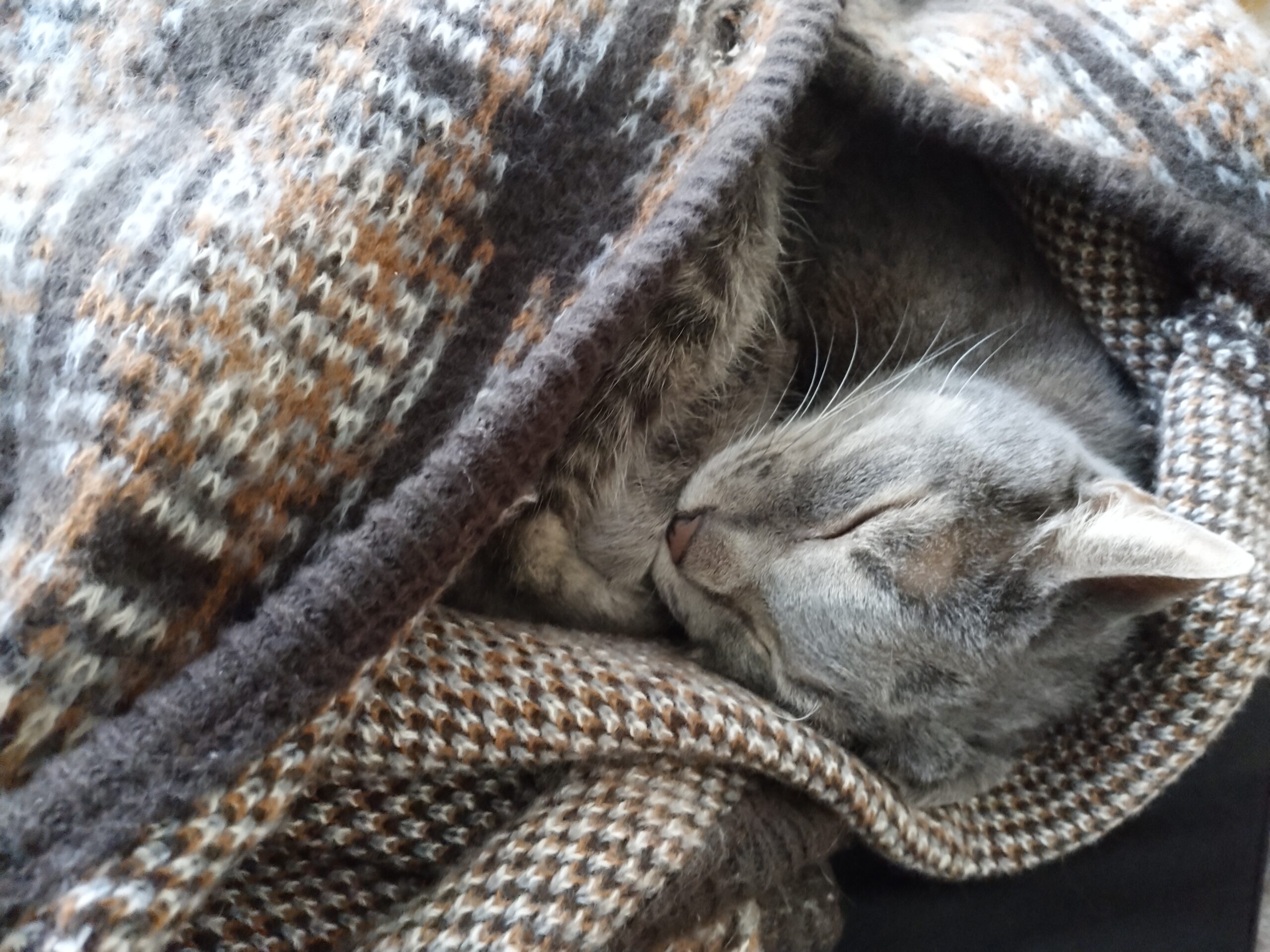 猫は環境を映す生き物