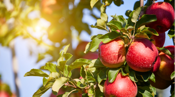 アップルカッター